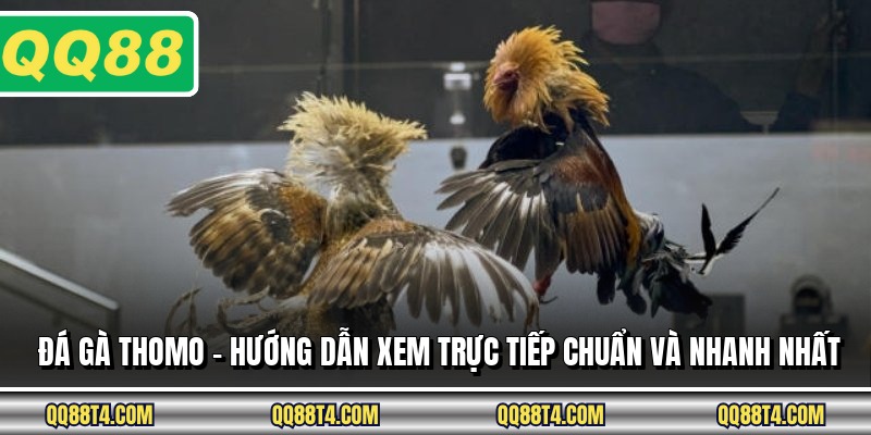 Đá Gà Thomo - Hướng Dẫn Xem Trực Tiếp Chuẩn Và Nhanh Nhất